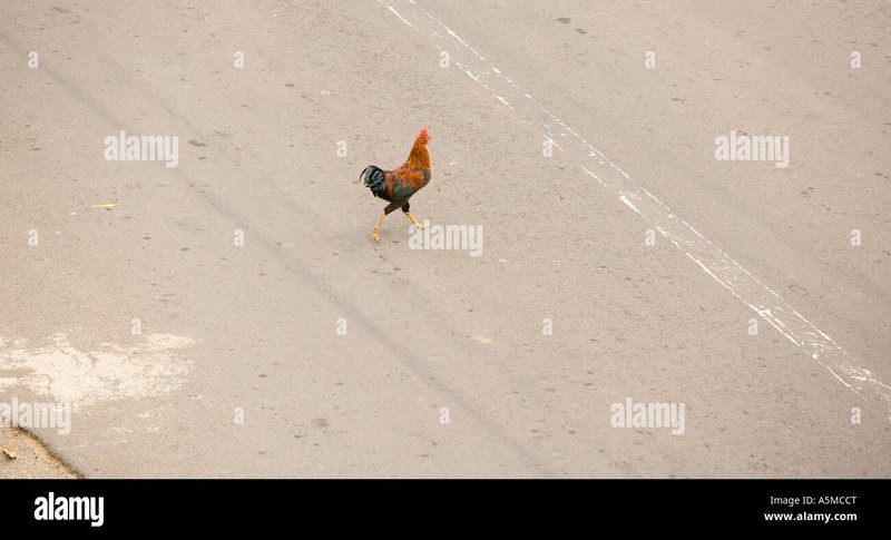 Meer informatie over de populaire gokkast Chicken Road in Nederland in Netherlands