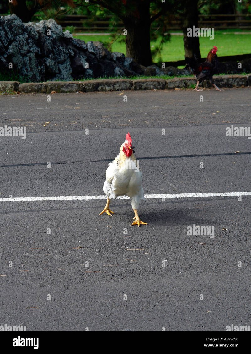 Spelers in Nederland richten zich op Chicken Road Casino Gokspel in Netherlands